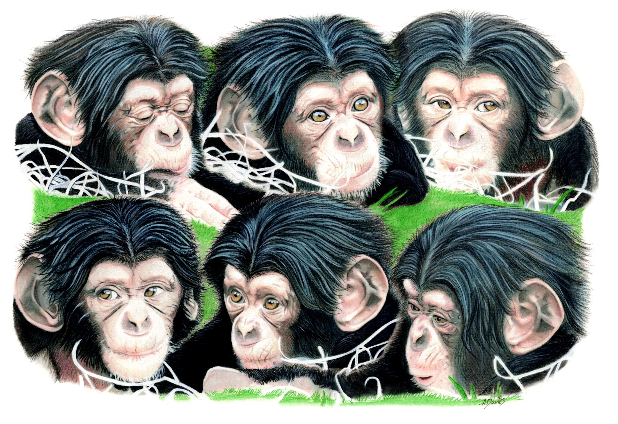 Baby chimpanzee artwork by Angela Davies in collaboration with wildlife photographer Mick Bryan