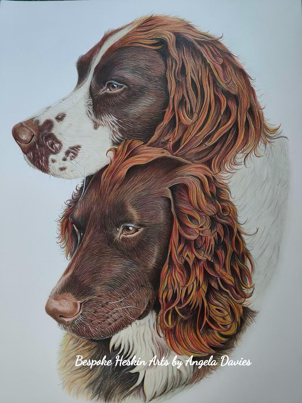 Pet portrait by Angela Davies